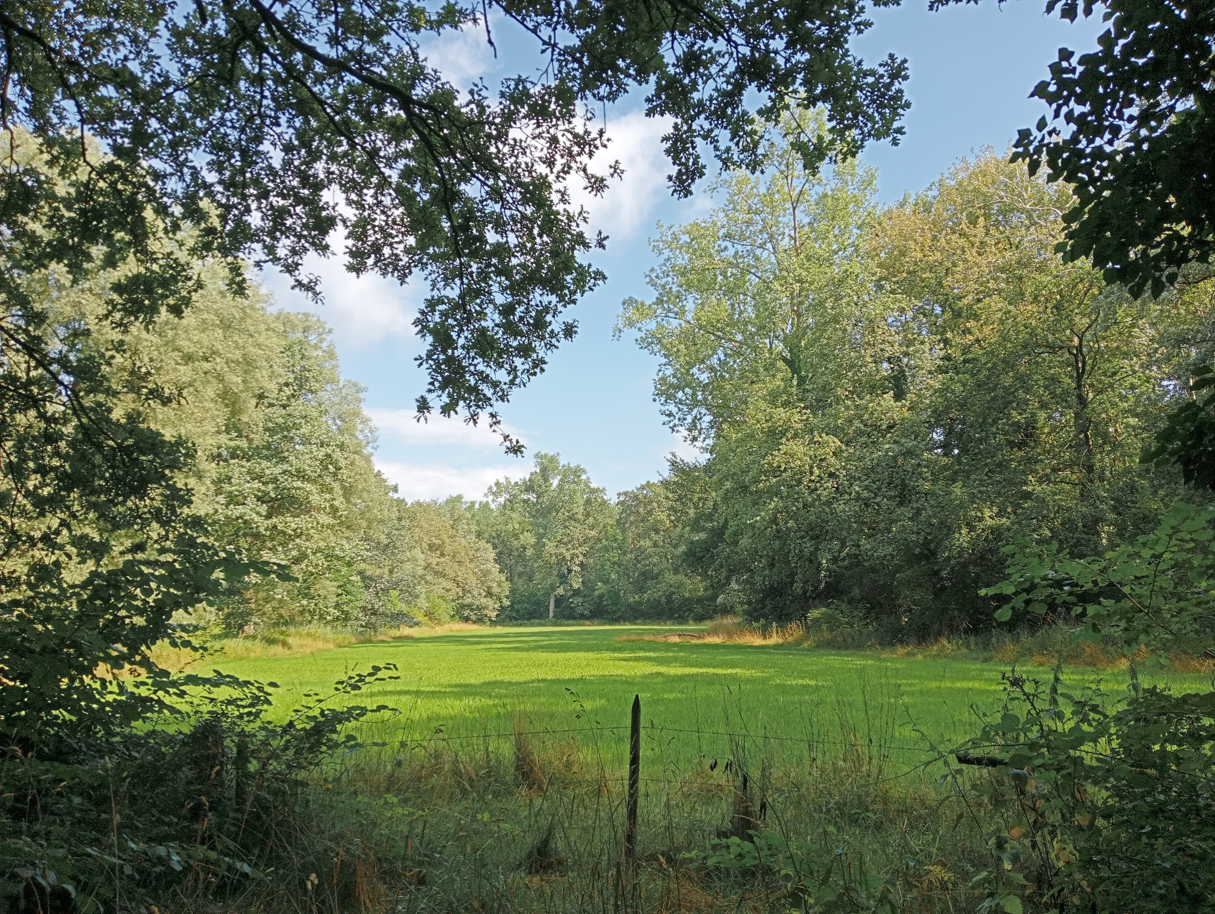 Een foto waarbij een groen open veld omringt wordt door verschillende bomen. De lucht is blauw met enkele wolken.