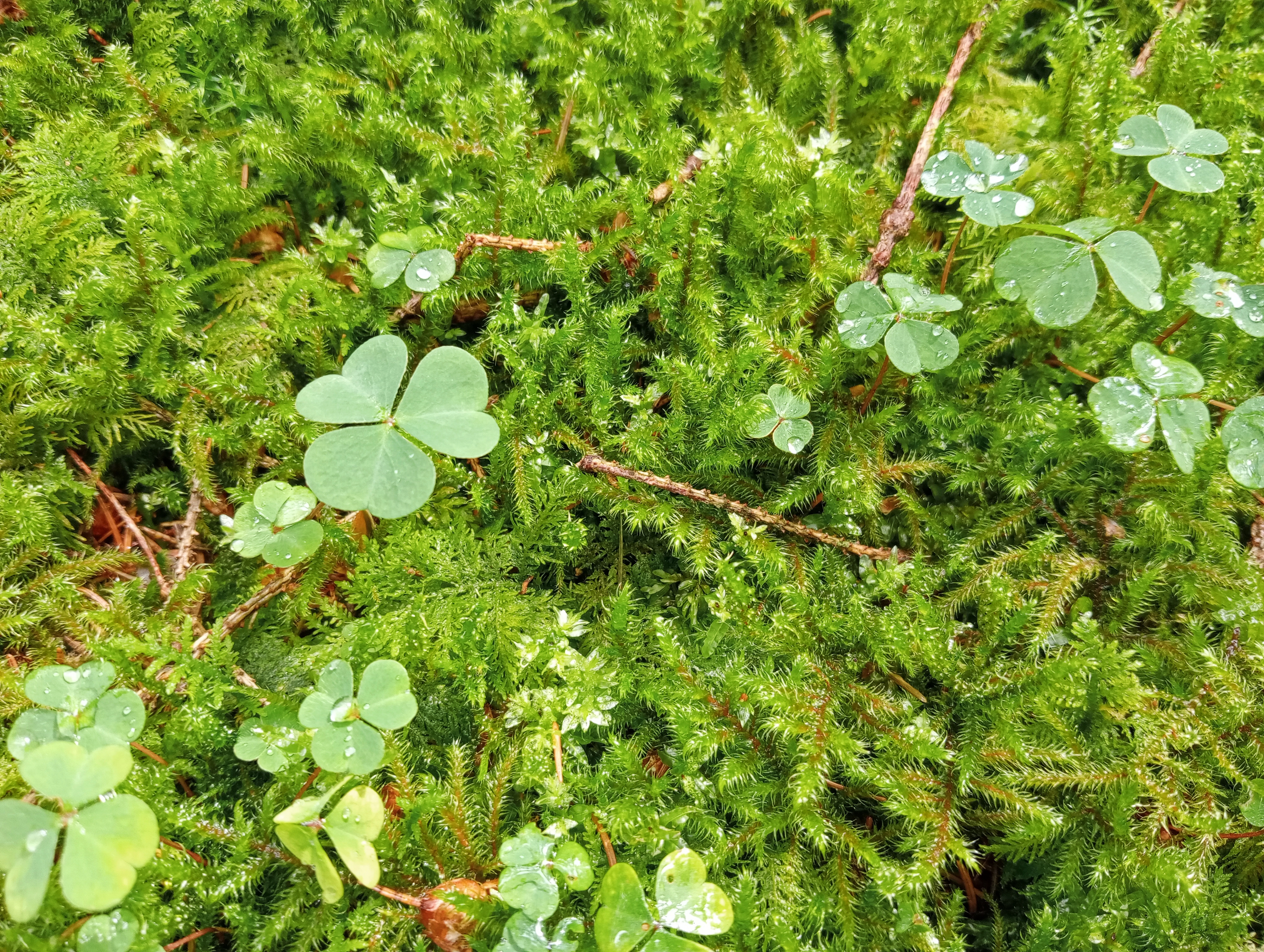 Een foto close up van groen mos waarbij vele klavertjes drie zichtbaar zijn.