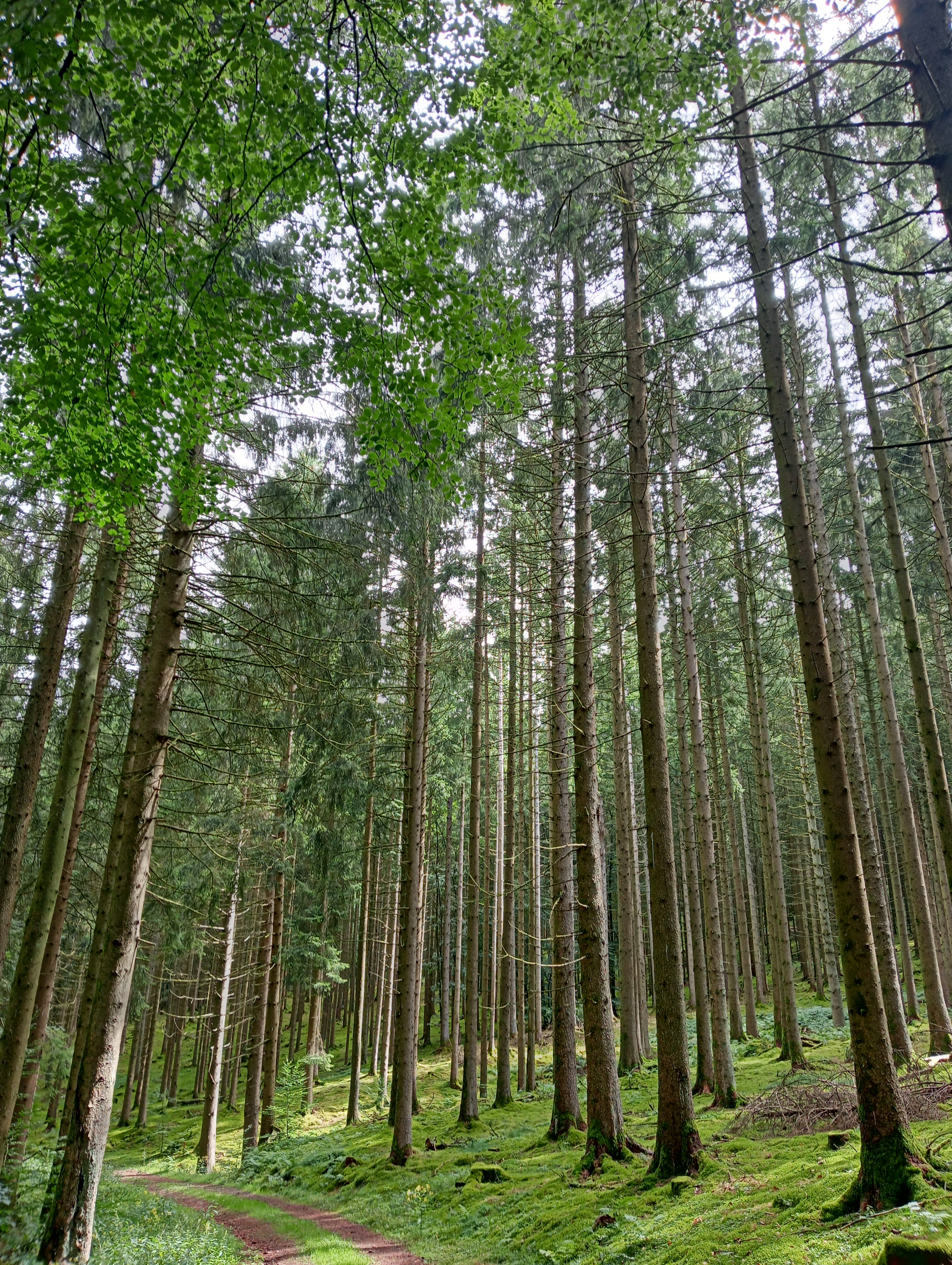 Een foto van lange, dunne bomen, waarbij de lichtinval glinsterend valt over het mos.
