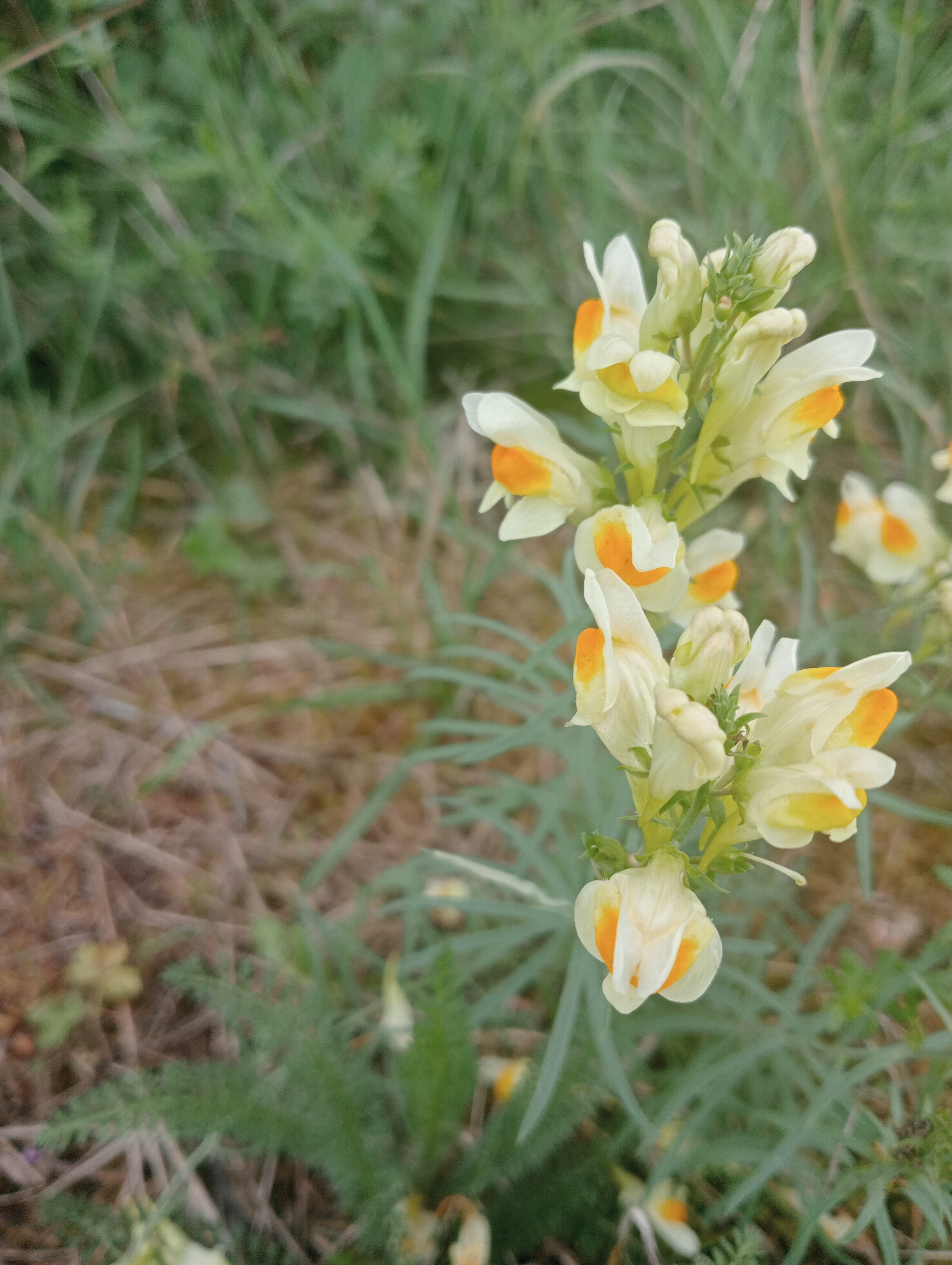 Een voor mij onbekende gelige bloem met een accent van oranje als knop.