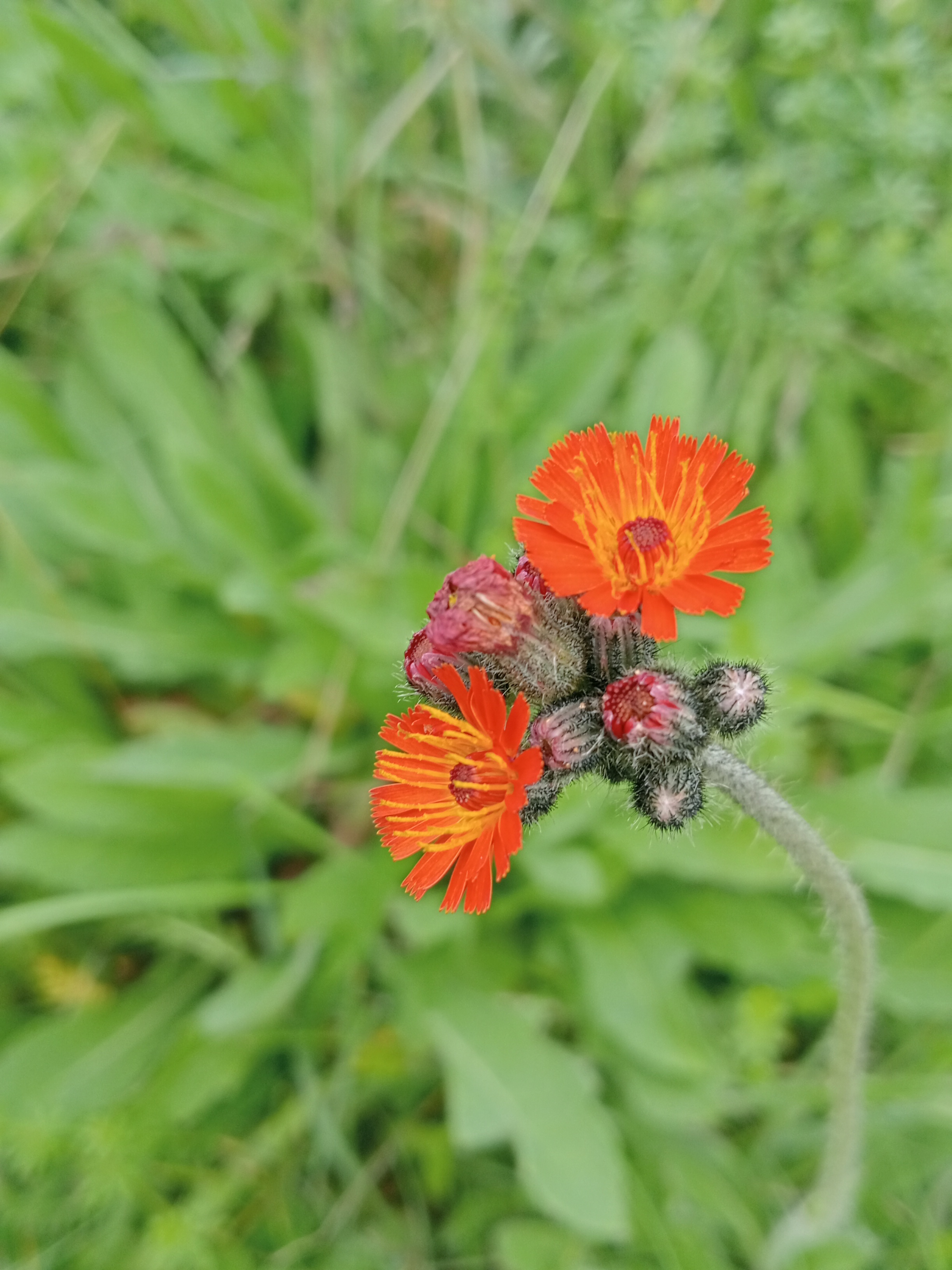 Een close-up foto van een oranjeachtige bloem.